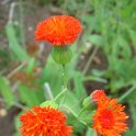 Picasa 2.7